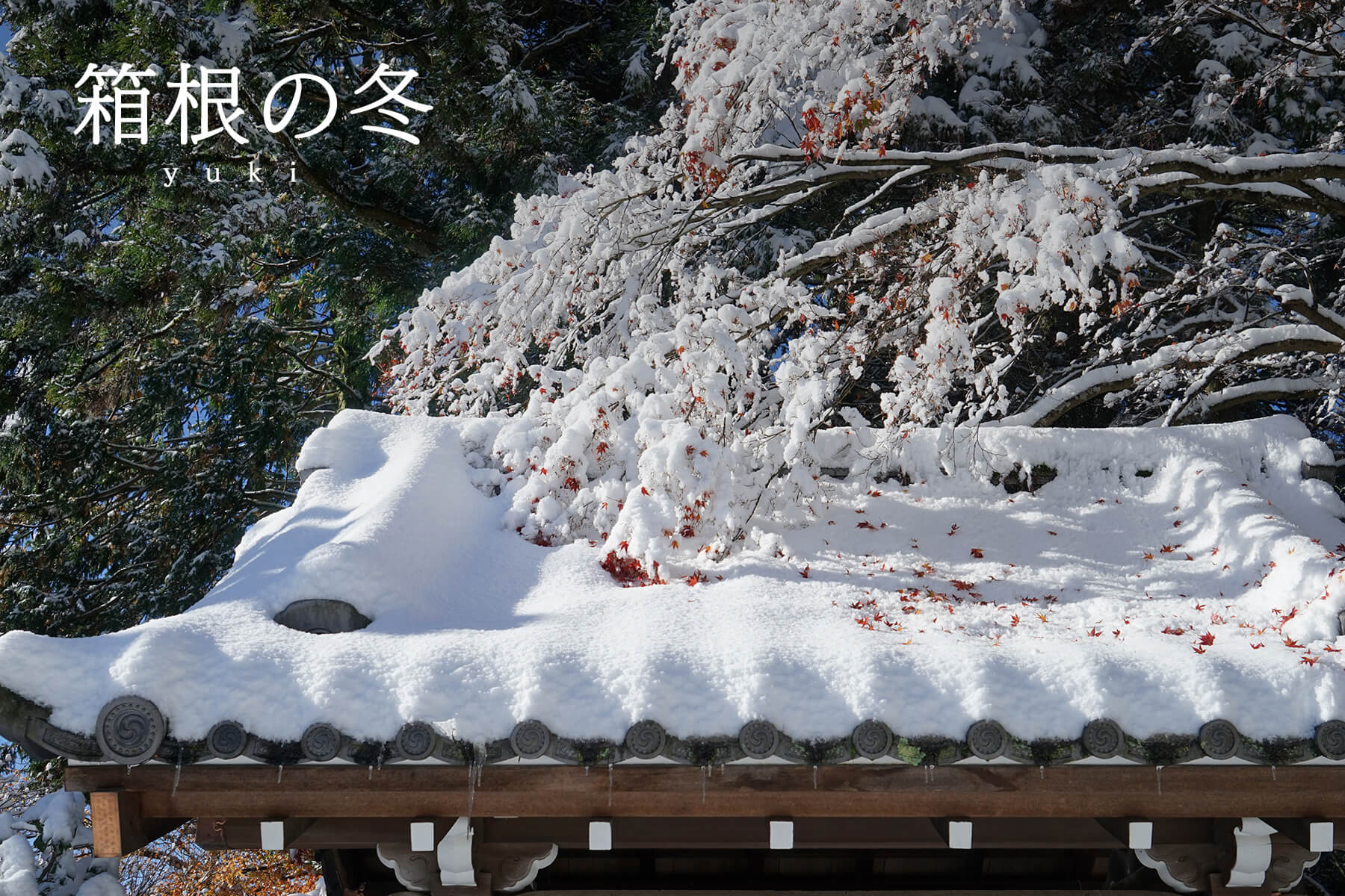 季節別｜箱根の冬