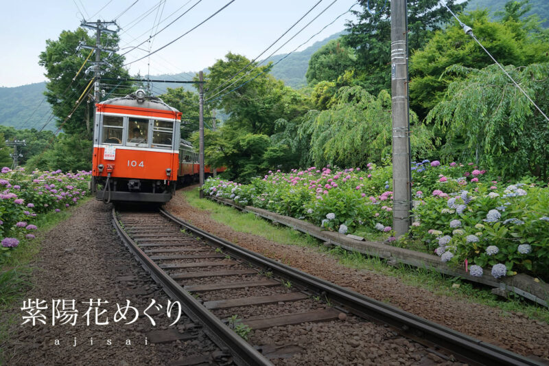 季節別｜紫陽花めぐり