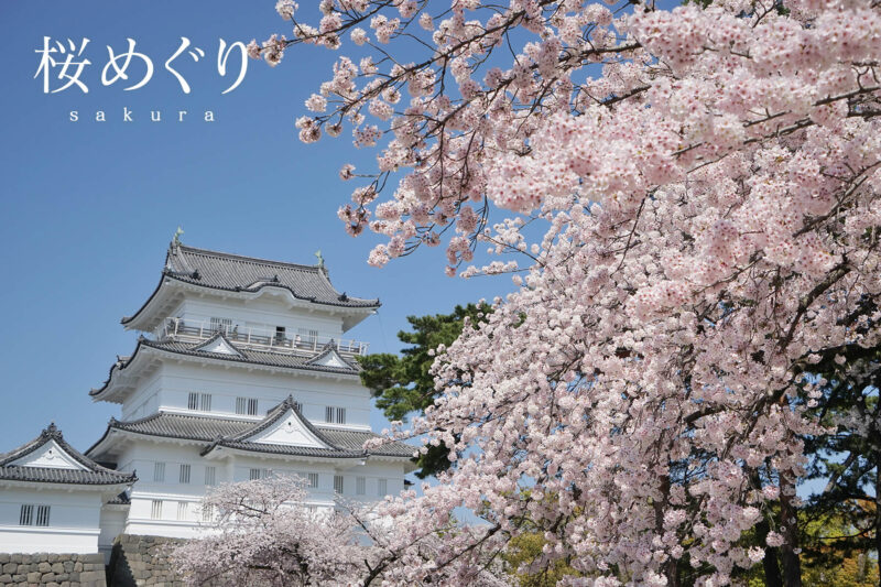 季節別｜桜めぐり