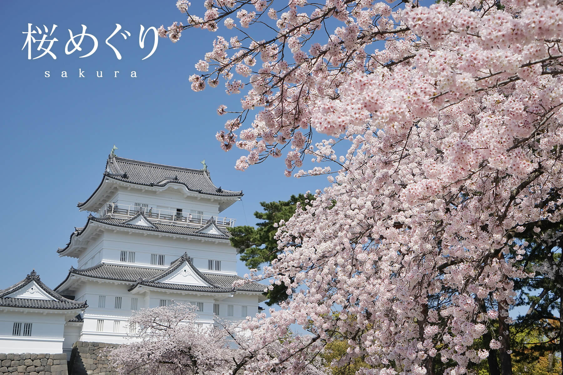 季節別｜桜めぐり