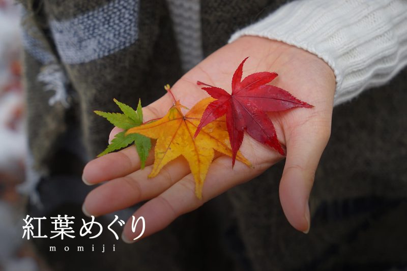季節別｜紅葉
