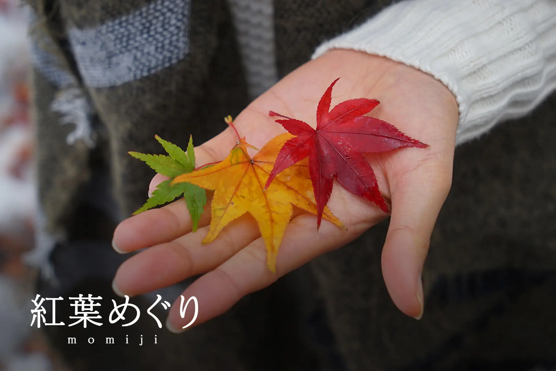季節別｜紅葉